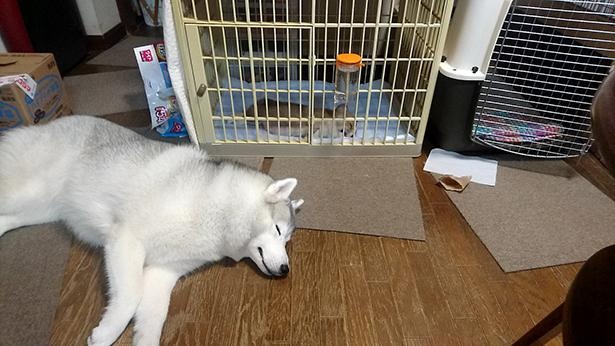 子犬のムギちゃんの横でお昼寝するキャリーちゃん