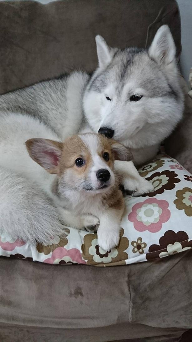 子犬時代から甘えん坊のムギちゃん