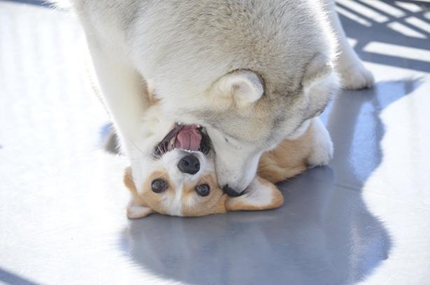 ムギちゃんはキャリーお姉ちゃんに遊んでもらうのが大好き