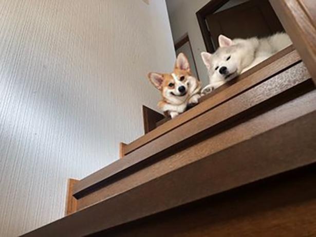 階段の上からひょっこり
