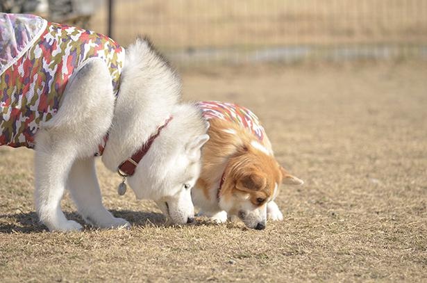 キャリーお姉ちゃんの真似っこをするムギちゃん