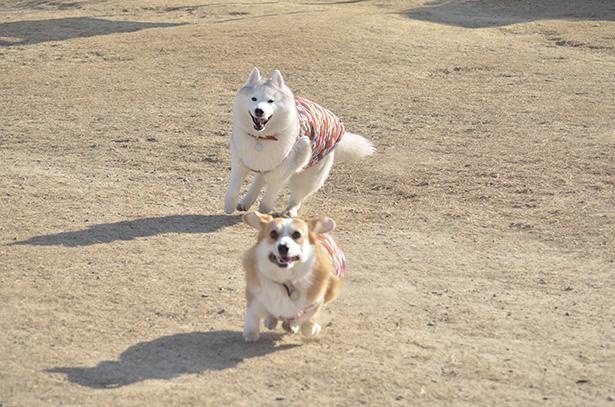 ドッグランで大はしゃぎ！