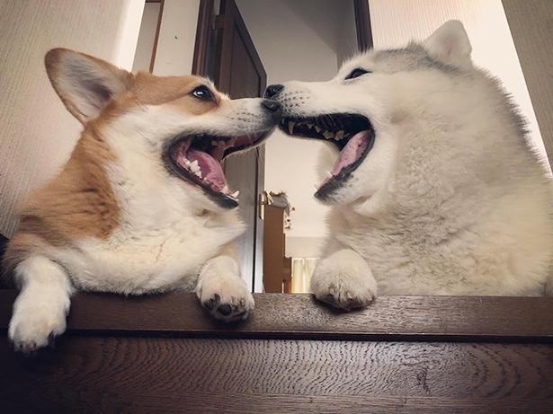 【写真】完全シンクロする2匹のキュートな大あくびショット