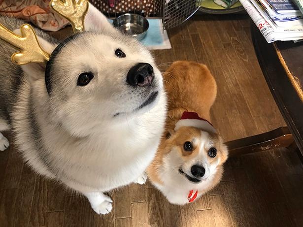 キャリートナカイとムギサンタ