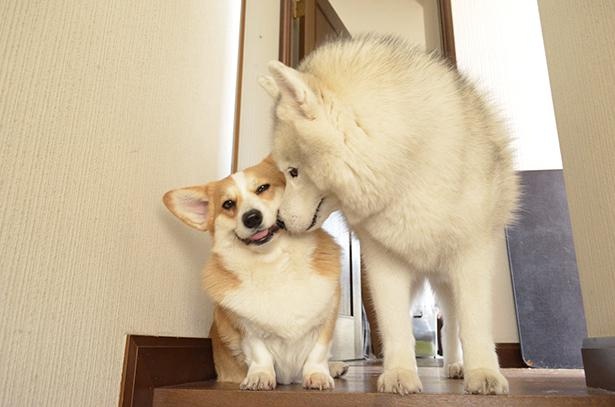 いつでも仲良しな2匹