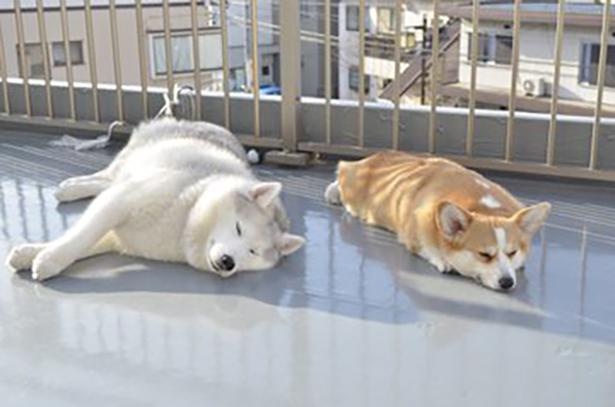 可愛すぎる“天日干し”！仲良くひなたぼっこを楽しむ2匹