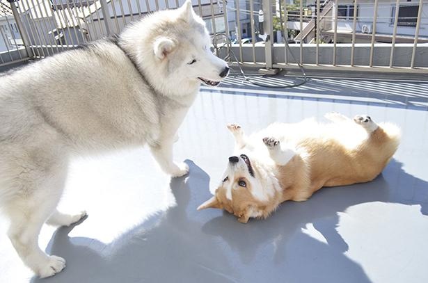キャリーちゃんにかまってほしそうなムギちゃん