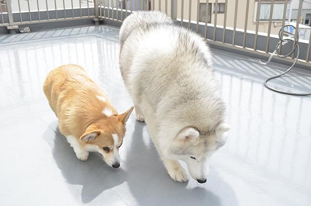 行動がシンクロする2匹