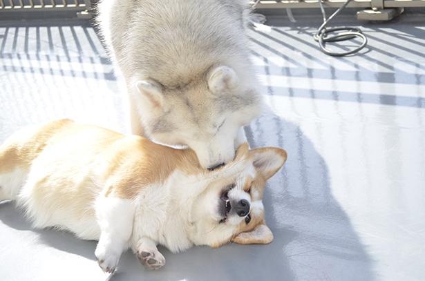 かまってもらえてうれしそうなムギちゃん