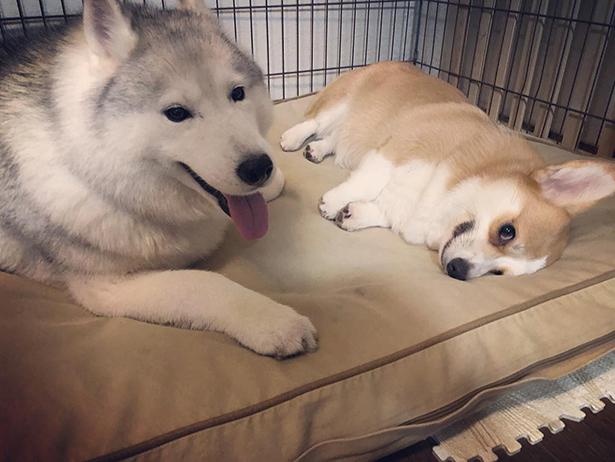 キャリーちゃんのお部屋でくつろぎ中