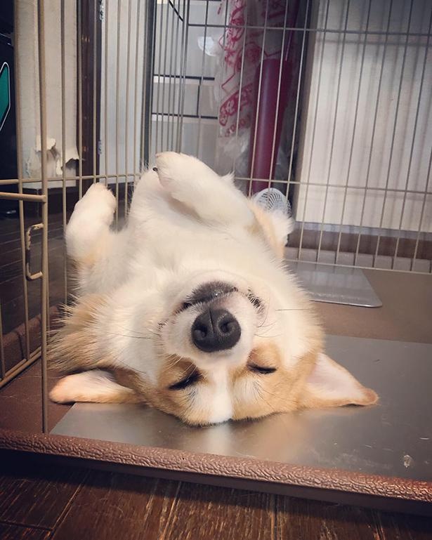 人間のような寝相を披露するムギちゃん
