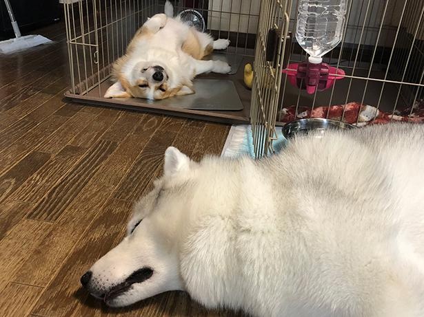 2匹そろってスヤスヤ