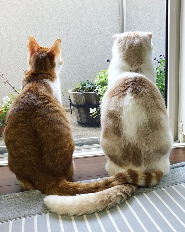 ピッタリとくっついているしっぽに注目