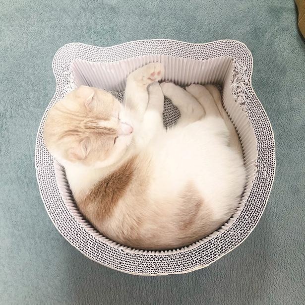 スッポリと収まるきなこくん