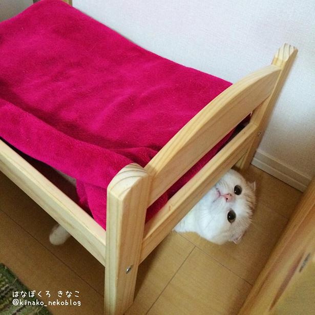 特殊なベッドの使い方をするきなこくん