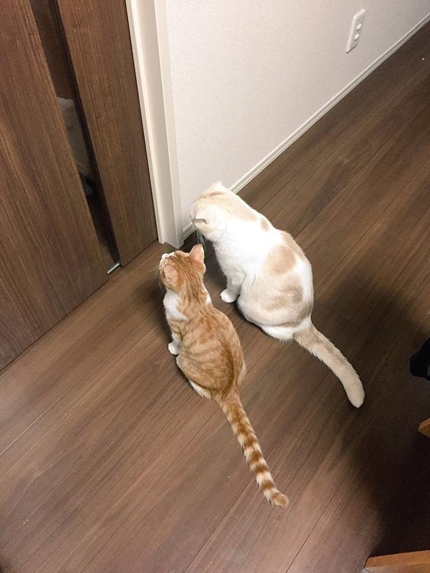 飼い主さんの様子をうかがう“きなもな”