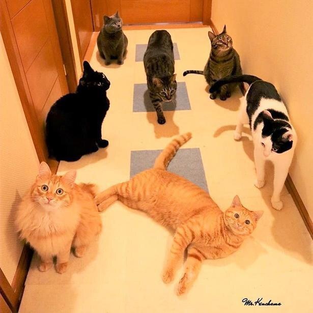 東京で暮らす7匹の猫たちが大集合！
