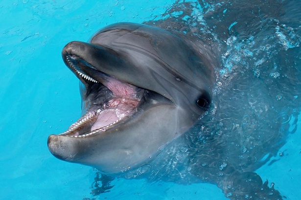 画像2 10 南知多ビーチランド 南知多おもちゃ王国の見どころをチェック 水族館と遊園地を一緒に楽しもう ウォーカープラス