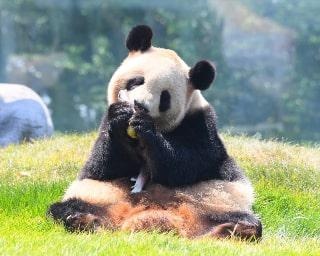 パンダ飼育歴10年のスタッフさんが“パンダ教室”を開講！／アドベンチャーワールドのパンダ通信