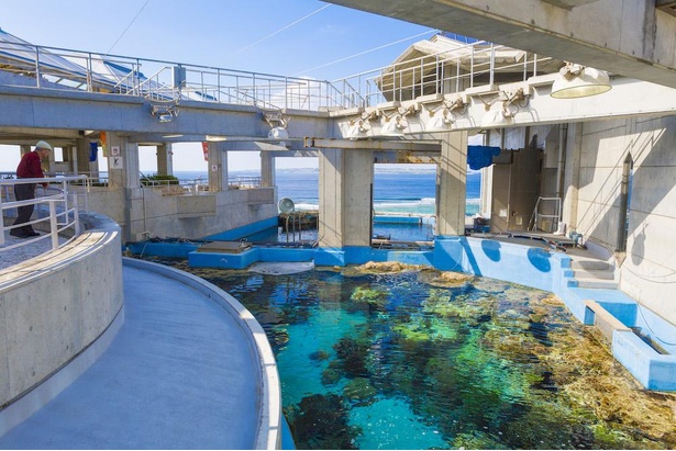 コロナ対策情報付き 沖縄美ら海水族館は神秘的な絶景も見どころ ジンベエザメにイルカショーまで楽しみ方を徹底紹介 ウォーカープラス