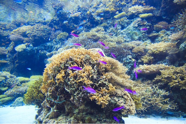 サンゴの種類は約70種。屋根のない水槽のため自然光が差し込む