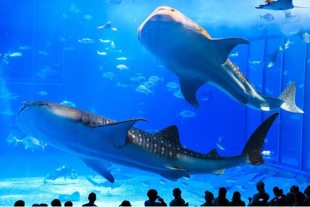 画像8 18 コロナ対策情報付き 沖縄美ら海水族館は神秘的な絶景も見どころ ジンベエザメにイルカショーまで楽しみ方を徹底紹介 ウォーカープラス