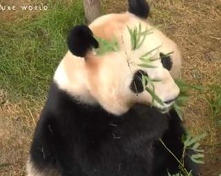 休園中の動物園は何をしている？パンダのVRライブを配信／アドベンチャーワールド