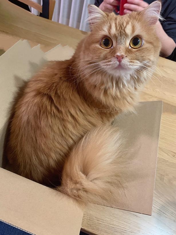 箱にすっぽりと収まるむぎちゃん