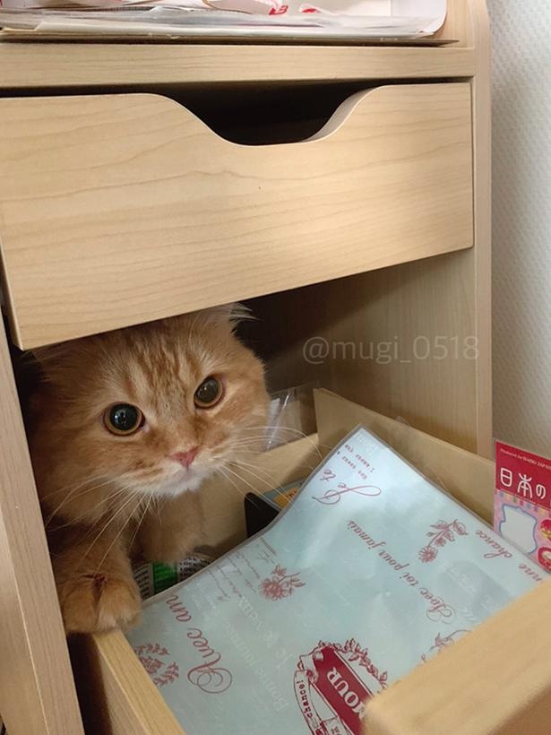 かくれんぼ中？