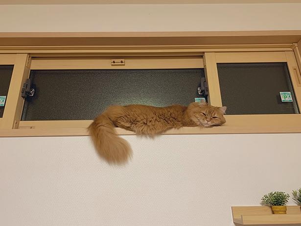 見事なバランス感覚…！