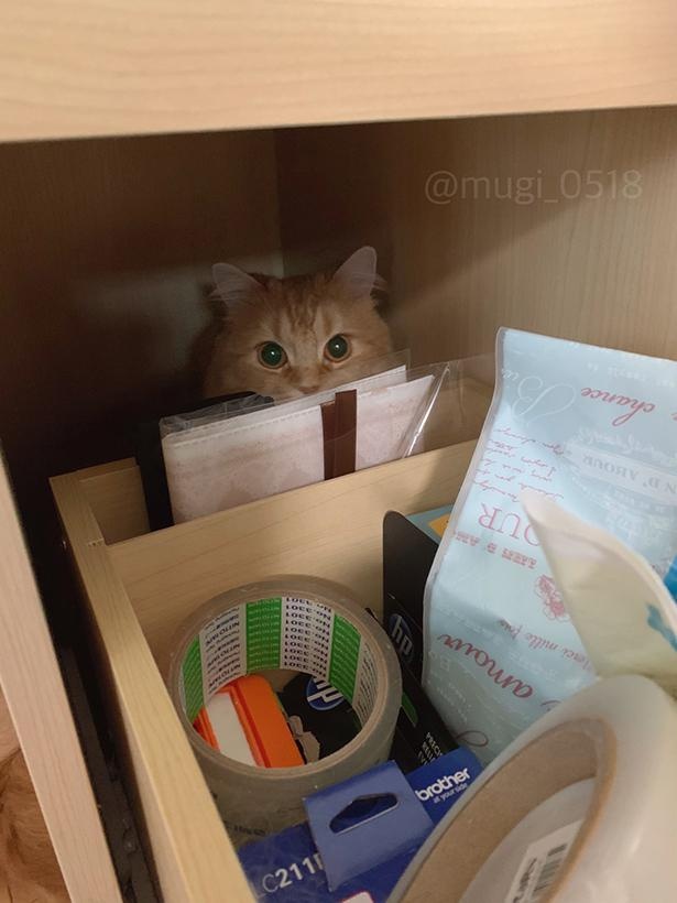 引き出しの奥からひょっこり