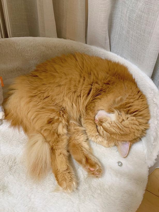 専用のベッドで丸くなるむぎちゃん