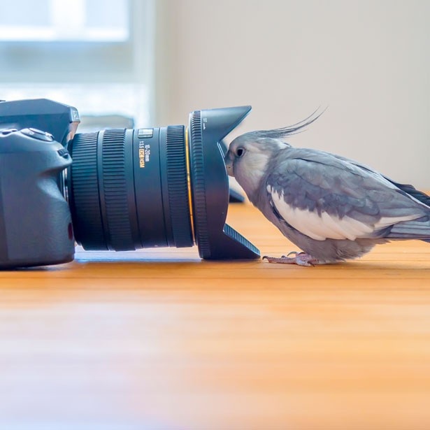 カメラのレンズに興味津々！かわいいトリさんの写真もお見逃しなく