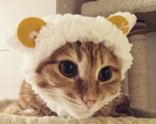 もふもふの激カワ写真200点が集結！“動物まみれの写真展”開催