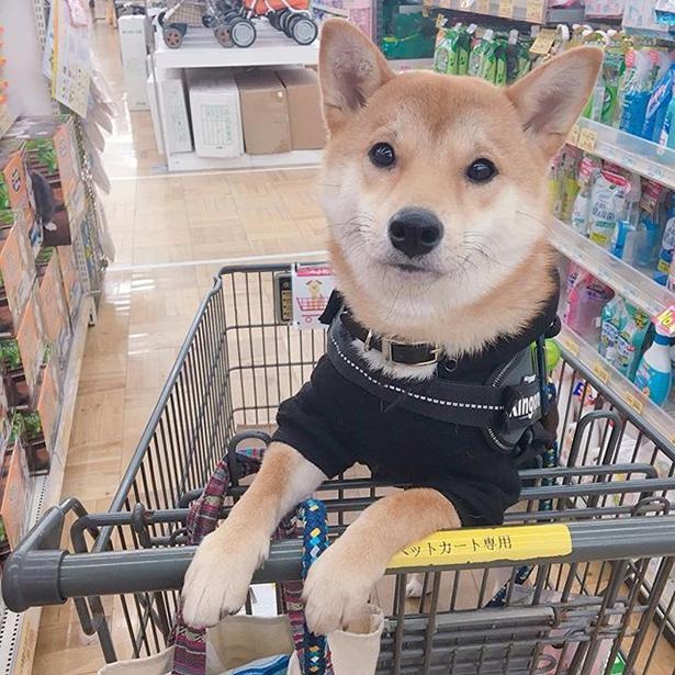 飼い主さんとお買い物へ