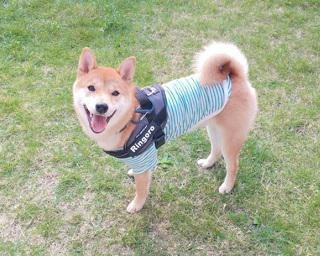 子犬動画が300万回再生＆38万いいね！アイドル柴犬・りんご郎くんが教えてくれる「家族の時間の大切さ」