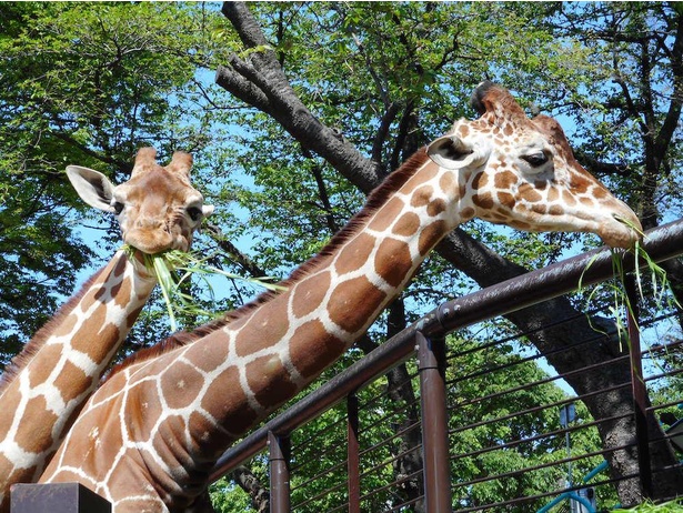 画像9 16 横浜市立野毛山動物園の楽しみ方徹底ガイド 入園無料で動物と触れ合いもできる ウォーカープラス