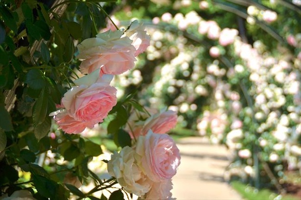 アリスイングリッシュローズガーデンのアーチに咲く美しい“つるバラ”は必見