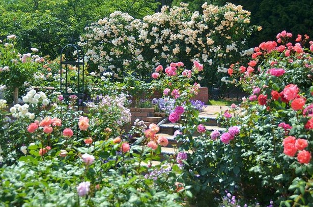 2万本の花が咲き誇るレオマローズガーデン