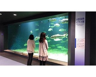 【コロナ対策情報付き】京都大学白浜水族館は日本で3番目に古い歴史を持つ水族館！無脊椎動物は日本随一のコレクション