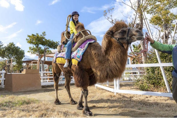 画像7 15 コロナ対策情報付き 神戸どうぶつ王国を完全ガイド 動物との触れ合い体験が大人気 ウォーカープラス