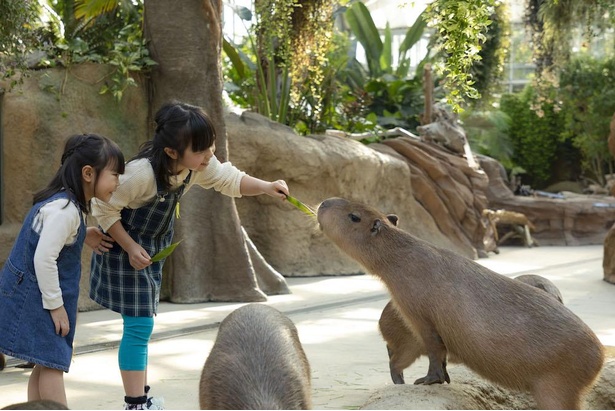 コロナ対策情報付き 神戸どうぶつ王国を完全ガイド 動物との触れ合い体験が大人気 ウォーカープラス