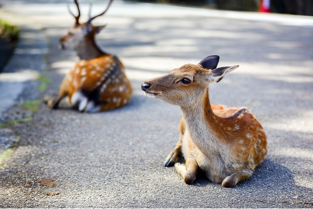 キャンペーンには奈良の鹿をテーマにした企画が盛りだくさん