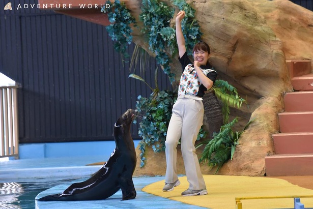 コロナ対策情報付き アドベンチャーワールドの見どころはパンダだけじゃない 動物園 水族館 遊園地が一体となった魅力を総ざらい ウォーカープラス