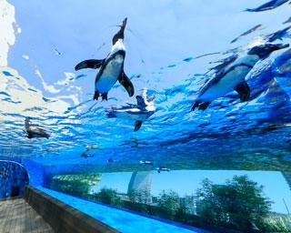 サンシャイン水族館を徹底ガイド！新クラゲエリアや人気のお土産、チケット料金、割引情報も【コロナ対策情報付き】