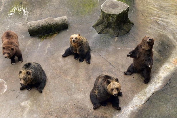 【写真】6種類約160頭のクマを展示する「ベアバレー」でおやつタイム。おやつをあげる時、クマたちが思い思いのポーズをしてくれる！