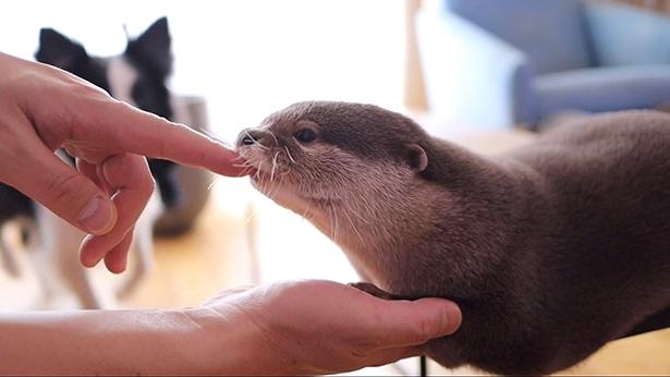 飼い主さんの指をパクッ！