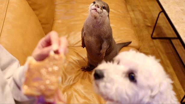 食べ物が気になるご様子