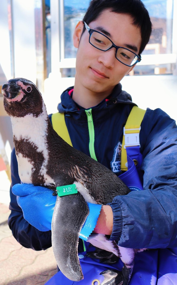 飼育員｢ミヤ｣の腕の中でまったりするペンギン