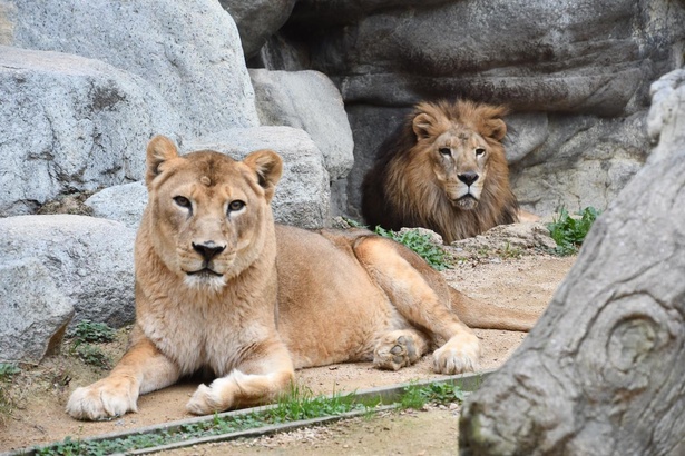 画像2 17 コロナ対策情報付き 神戸市立王子動物園の攻略法を紹介 パンダとコアラ 人気モノが同時に会える ウォーカープラス